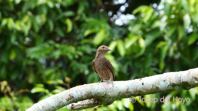 Cotinga Celeste - ML621278427