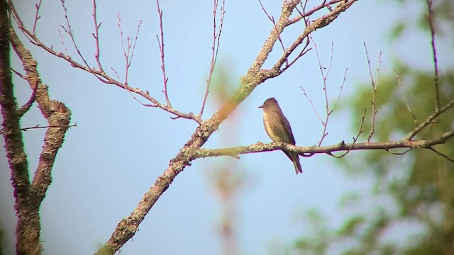 Olive-sided Flycatcher - ML621278494