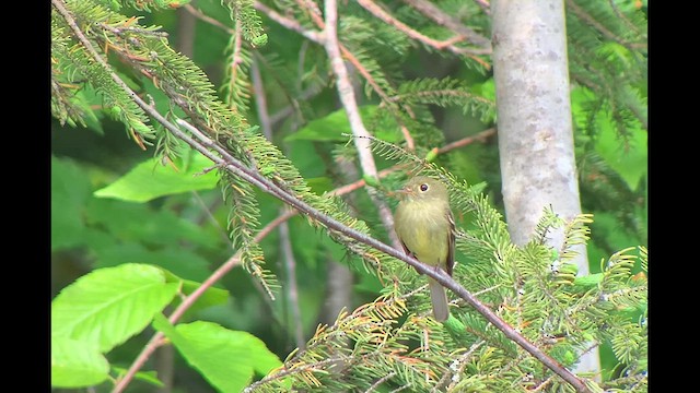 Yellow-bellied Flycatcher - ML621278504