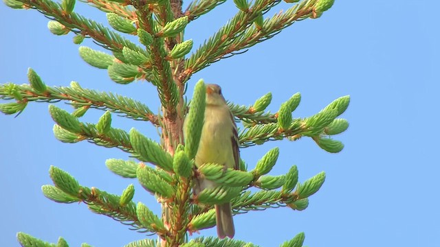 Yellow-bellied Flycatcher - ML621278520