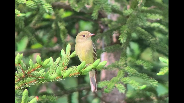 Moucherolle à ventre jaune - ML621278528