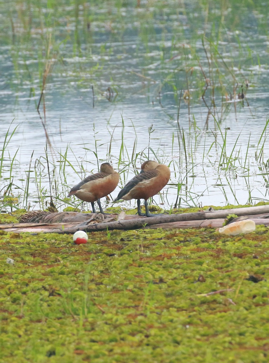 Lesser Whistling-Duck - ML621278602