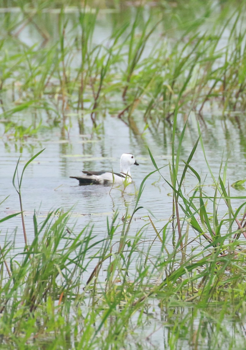 Cotton Pygmy-Goose - ML621278642