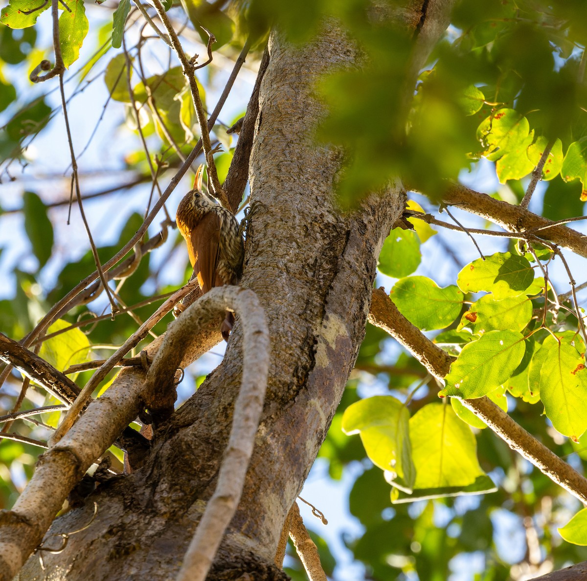 Scaled Woodcreeper (Wagler's) - Valéria Boldrin Silva