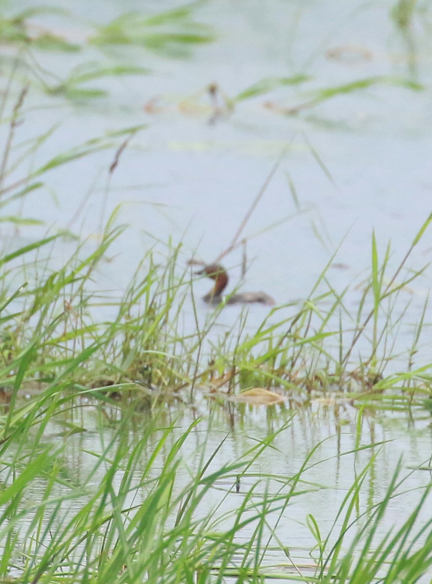 Little Grebe - ML621278654