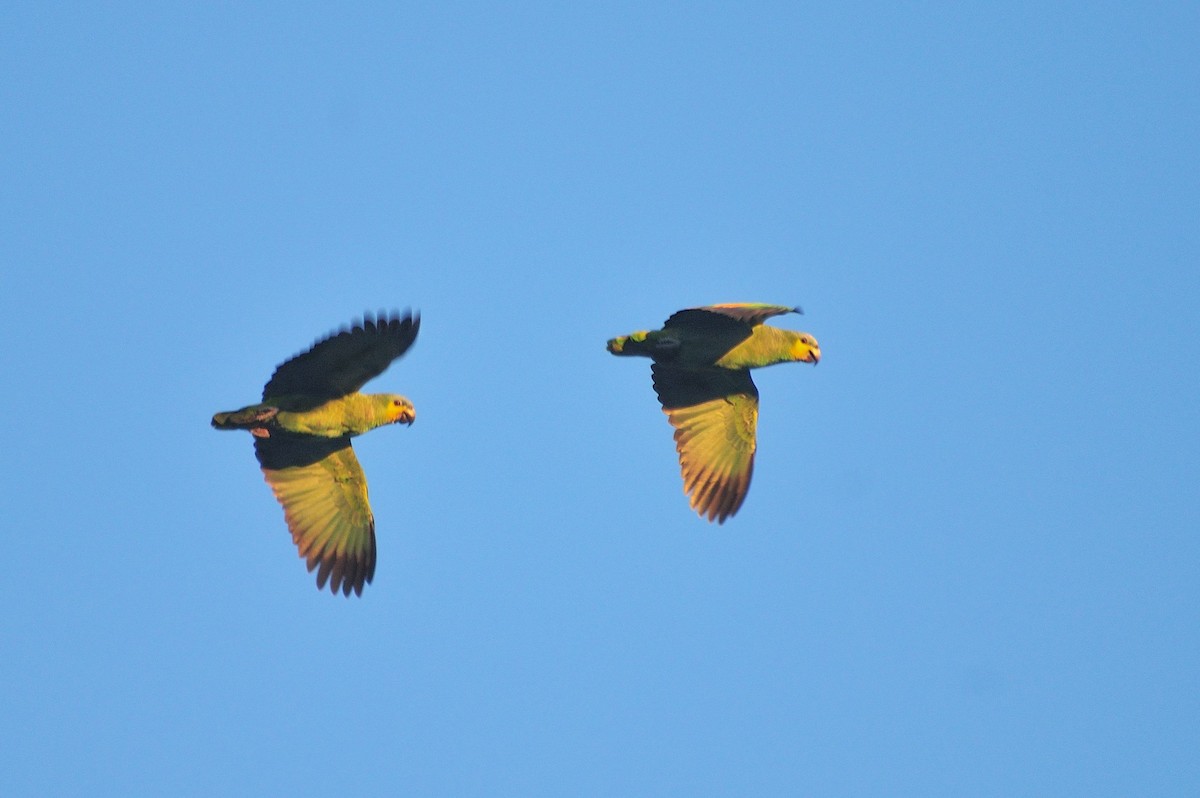 Orange-winged Parrot - ML621278731