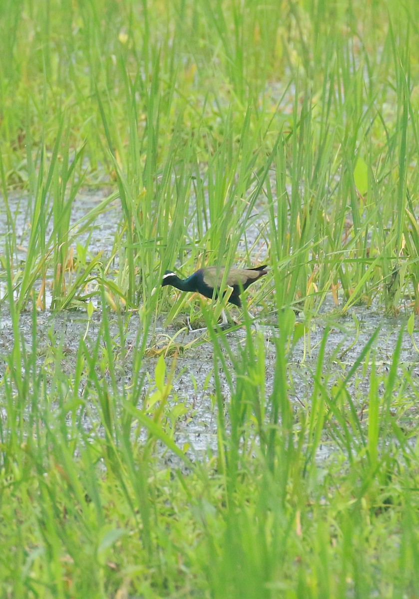 Bronze-winged Jacana - ML621278838