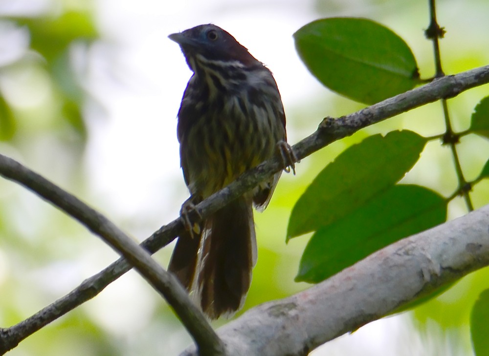 Bold-striped Tit-Babbler - ML621278908