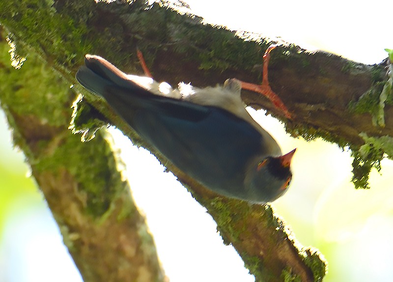 Velvet-fronted Nuthatch - ML621278920