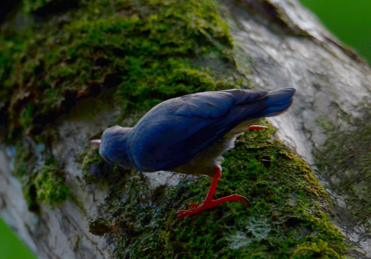 Velvet-fronted Nuthatch - ML621278921