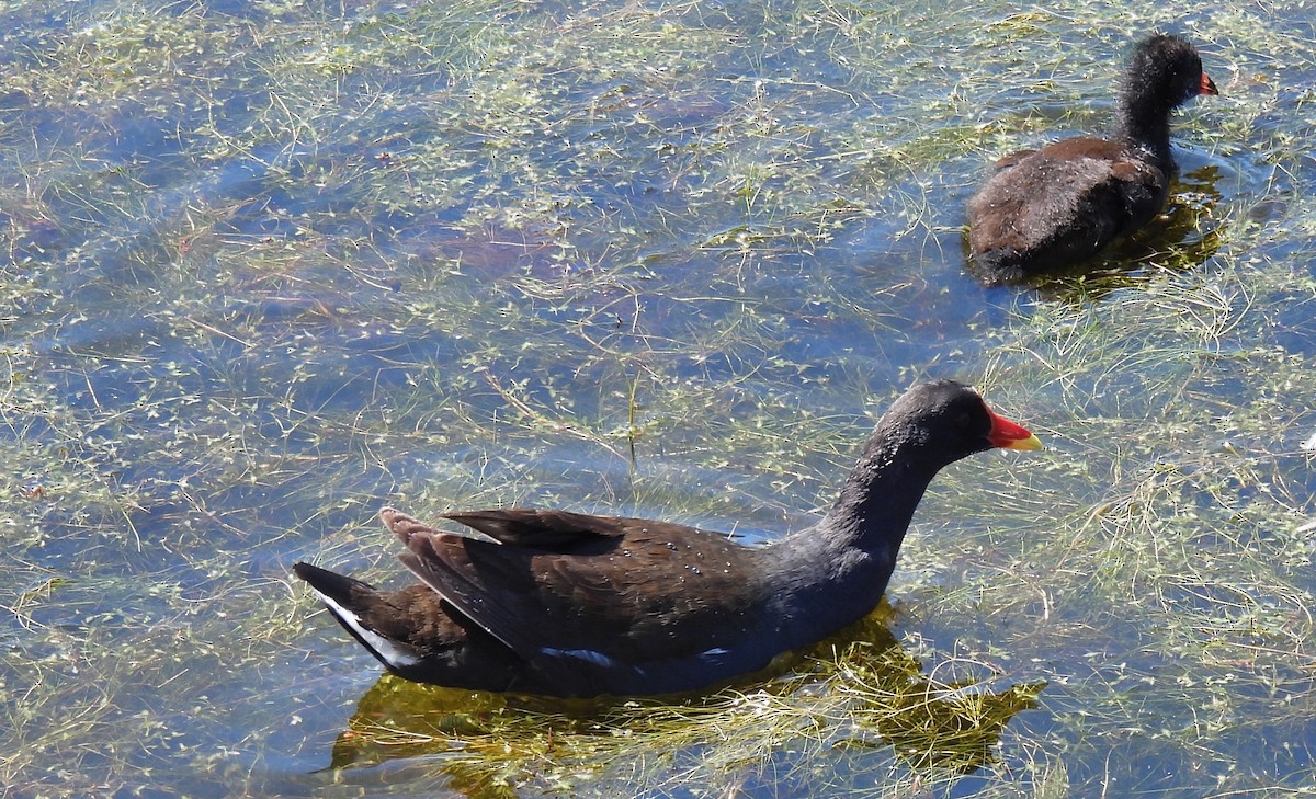 Eurasian Moorhen - Charlie Cowan