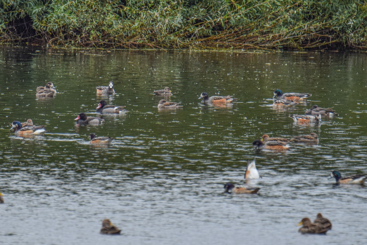 Rosy-billed Pochard - ML621279098