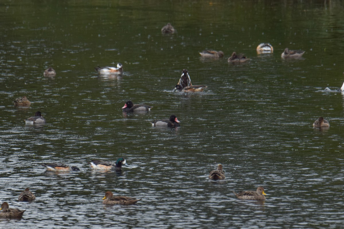 Rosy-billed Pochard - ML621279099