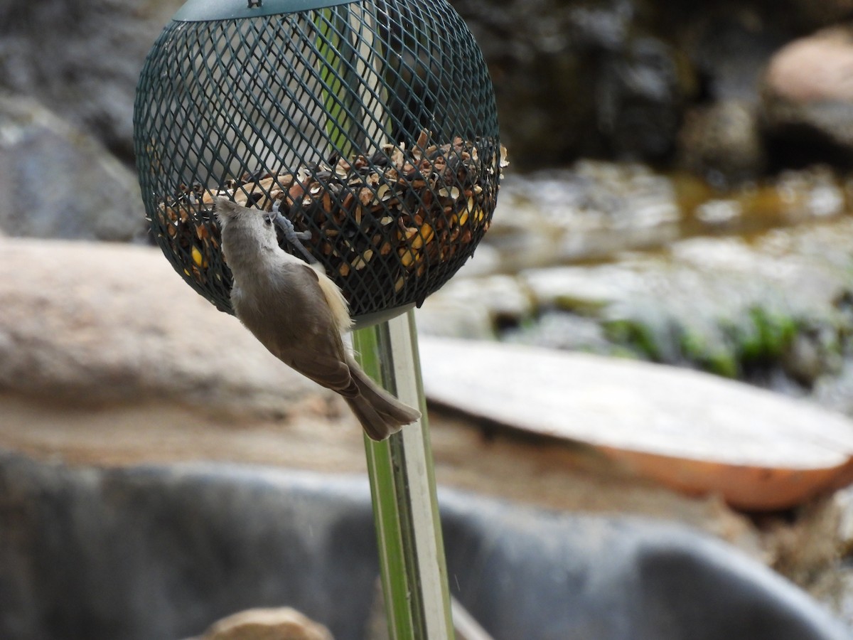 Black-crested Titmouse - ML621279142