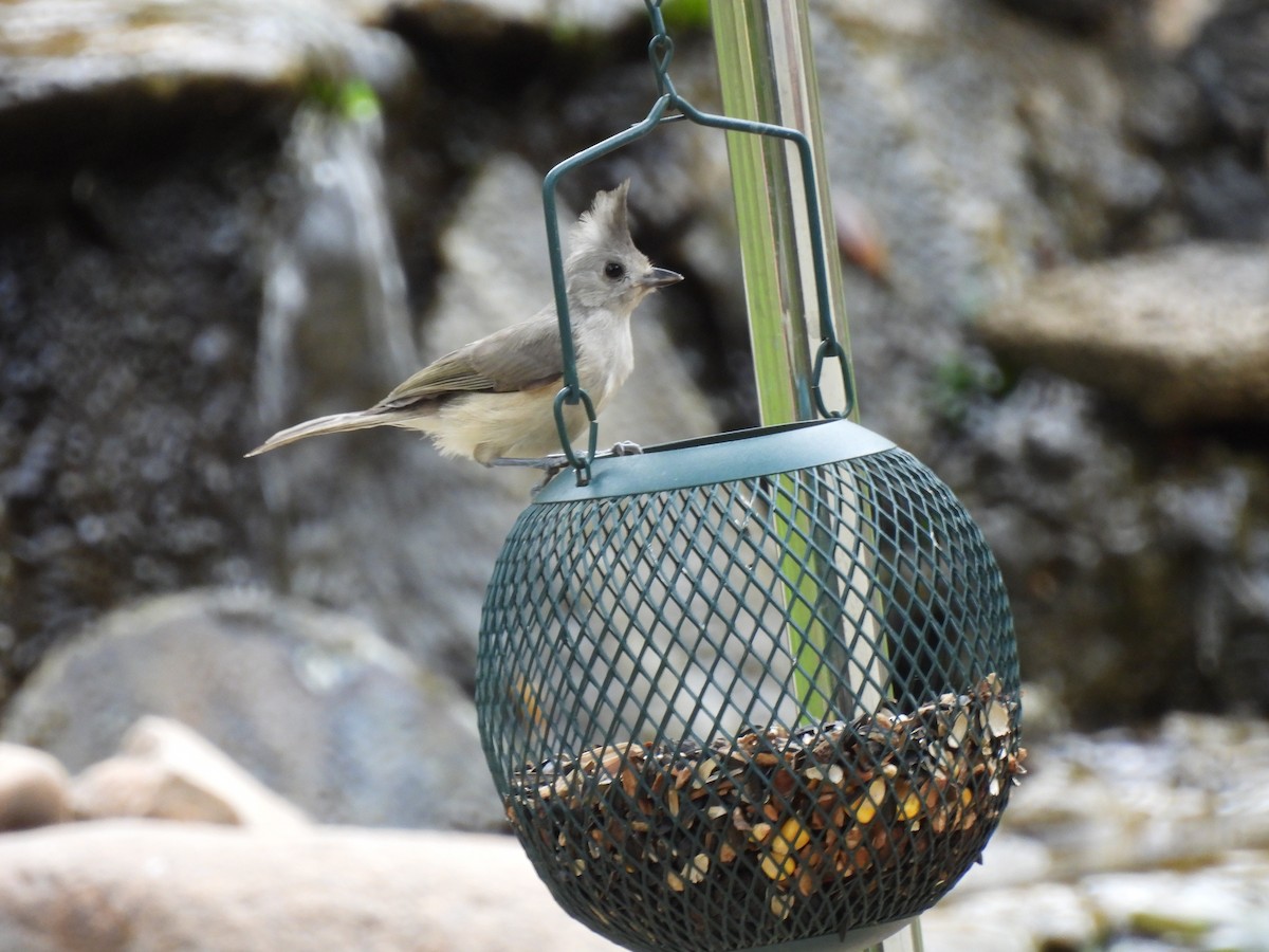 Black-crested Titmouse - ML621279143