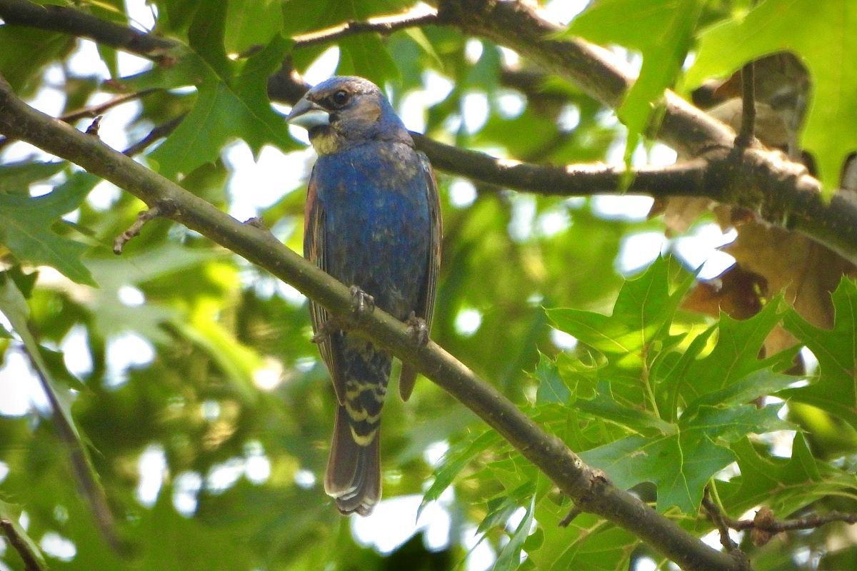 Blue Grosbeak - ML621279221