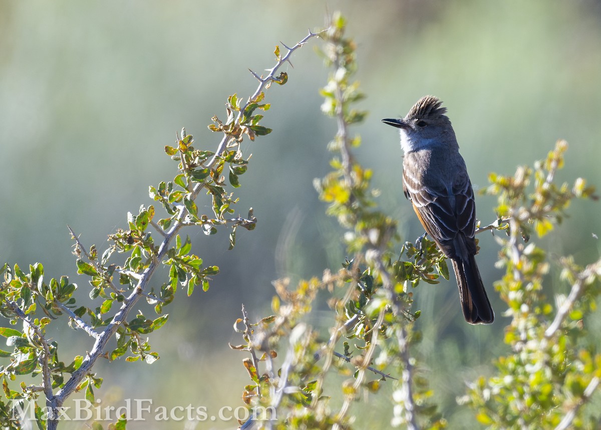 Ash-throated Flycatcher - ML621279247