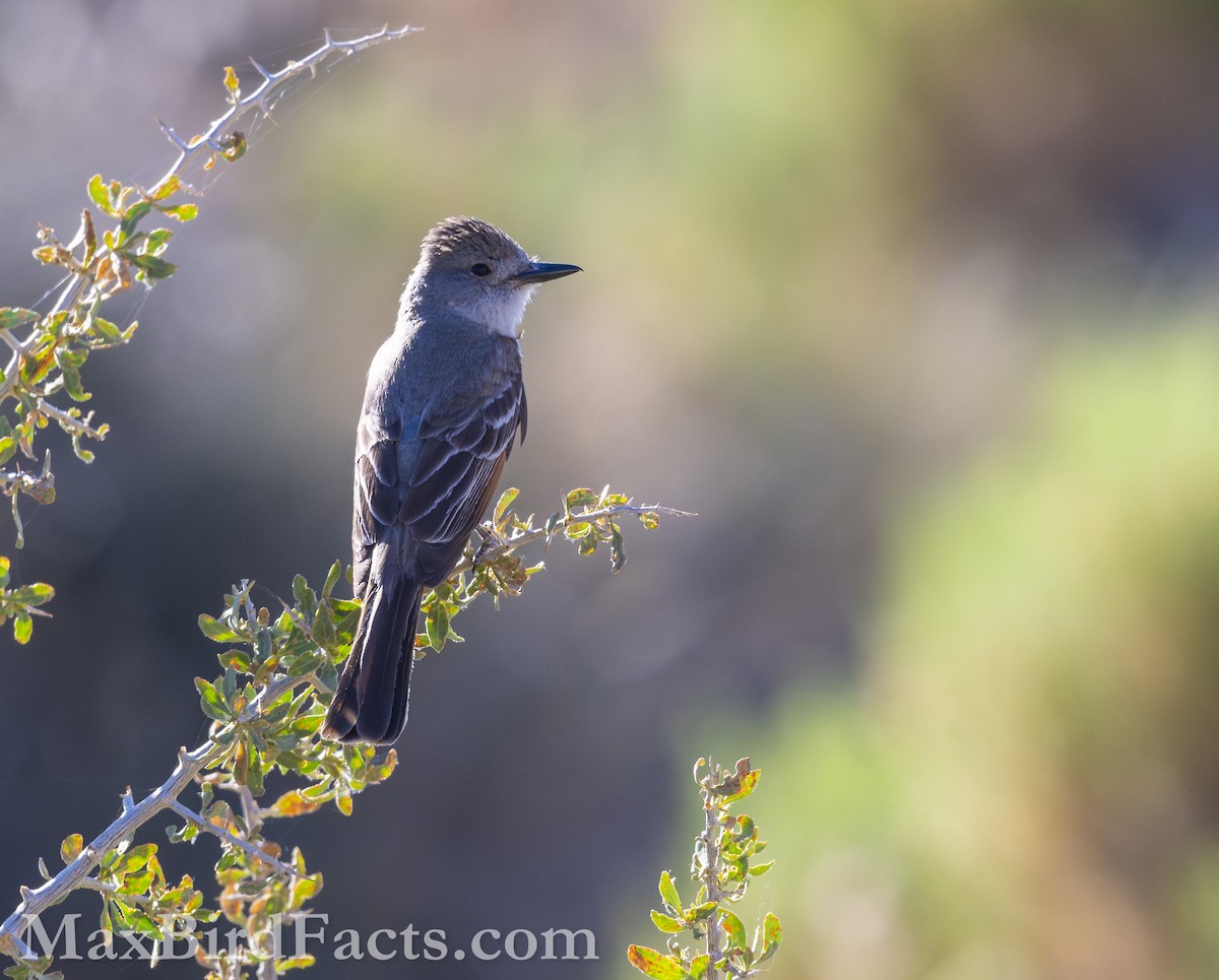 Ash-throated Flycatcher - ML621279250