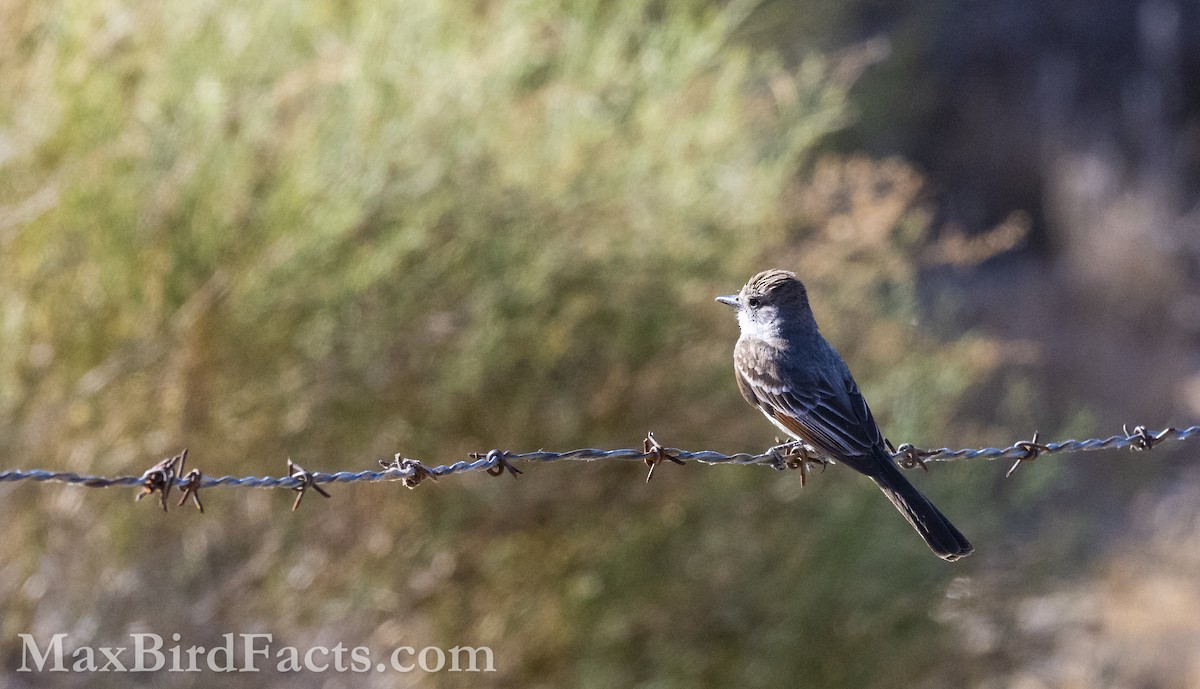 Ash-throated Flycatcher - ML621279251