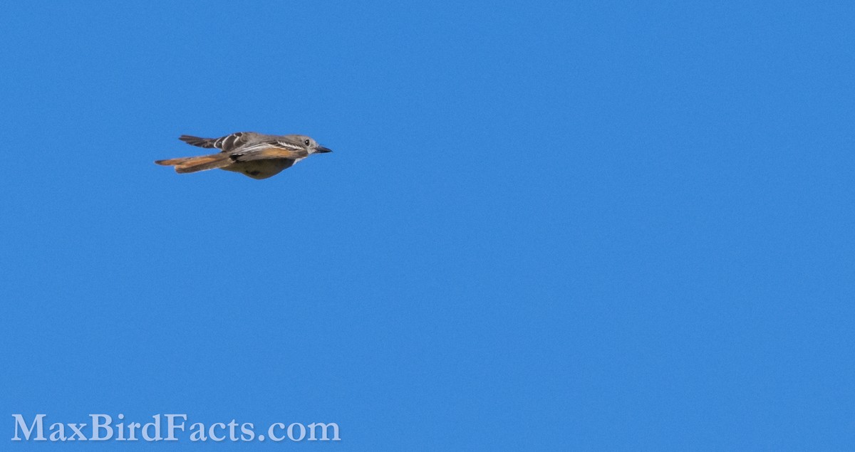 Ash-throated Flycatcher - ML621279262