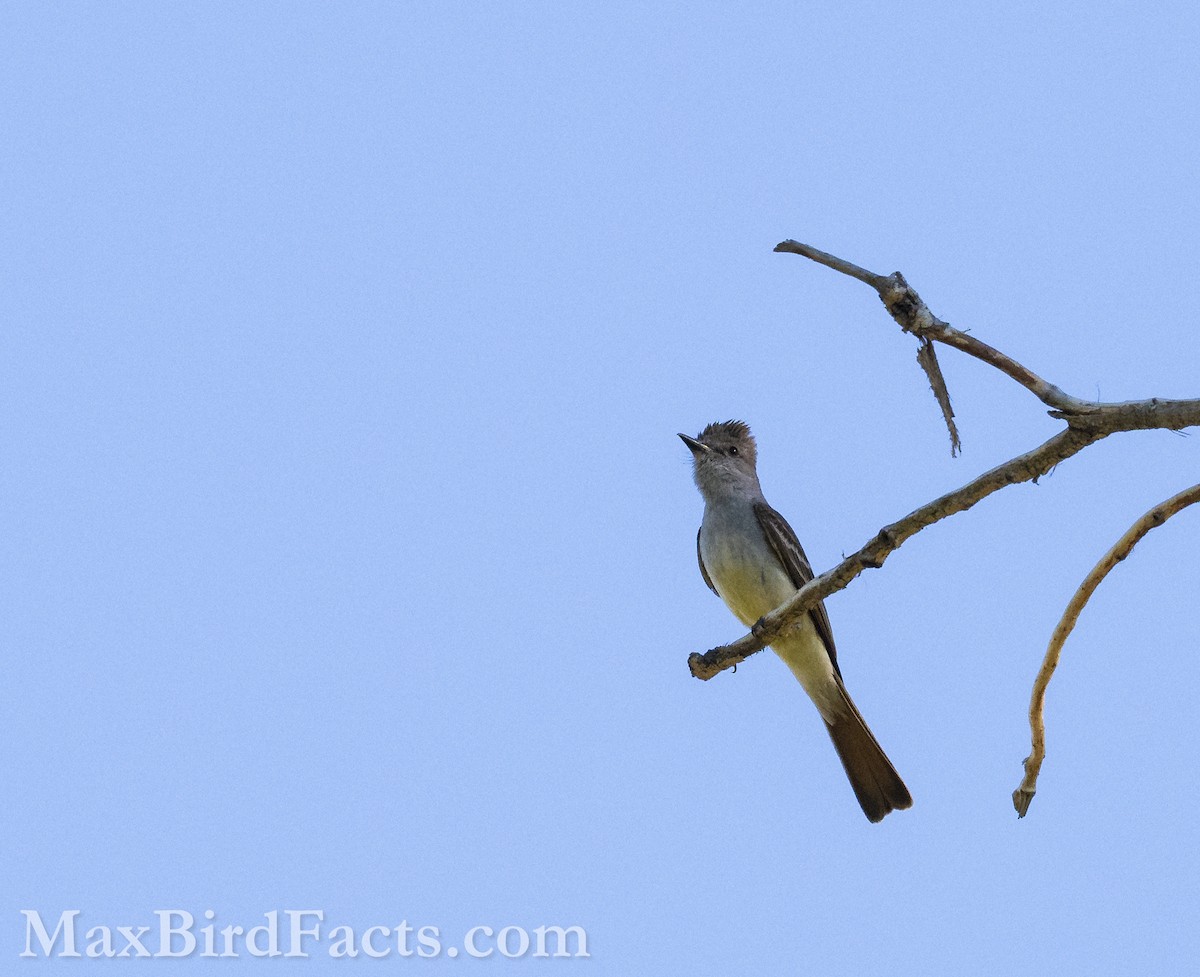 Ash-throated Flycatcher - ML621279265