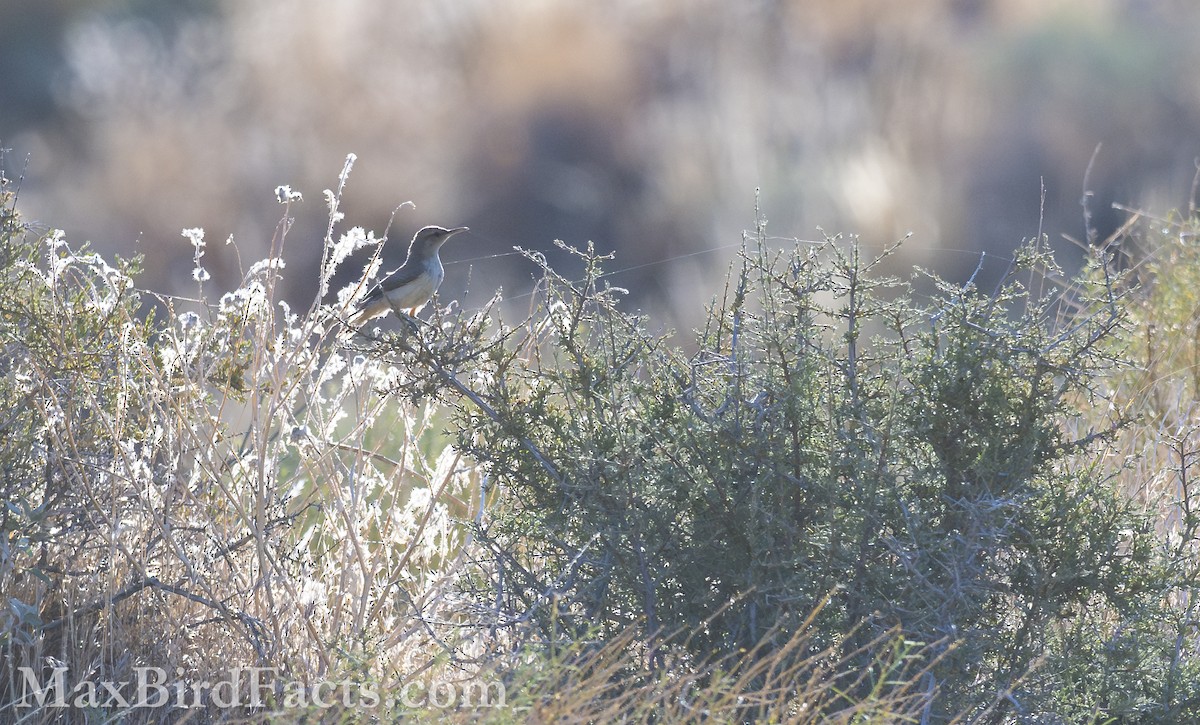 Rock Wren - ML621279297