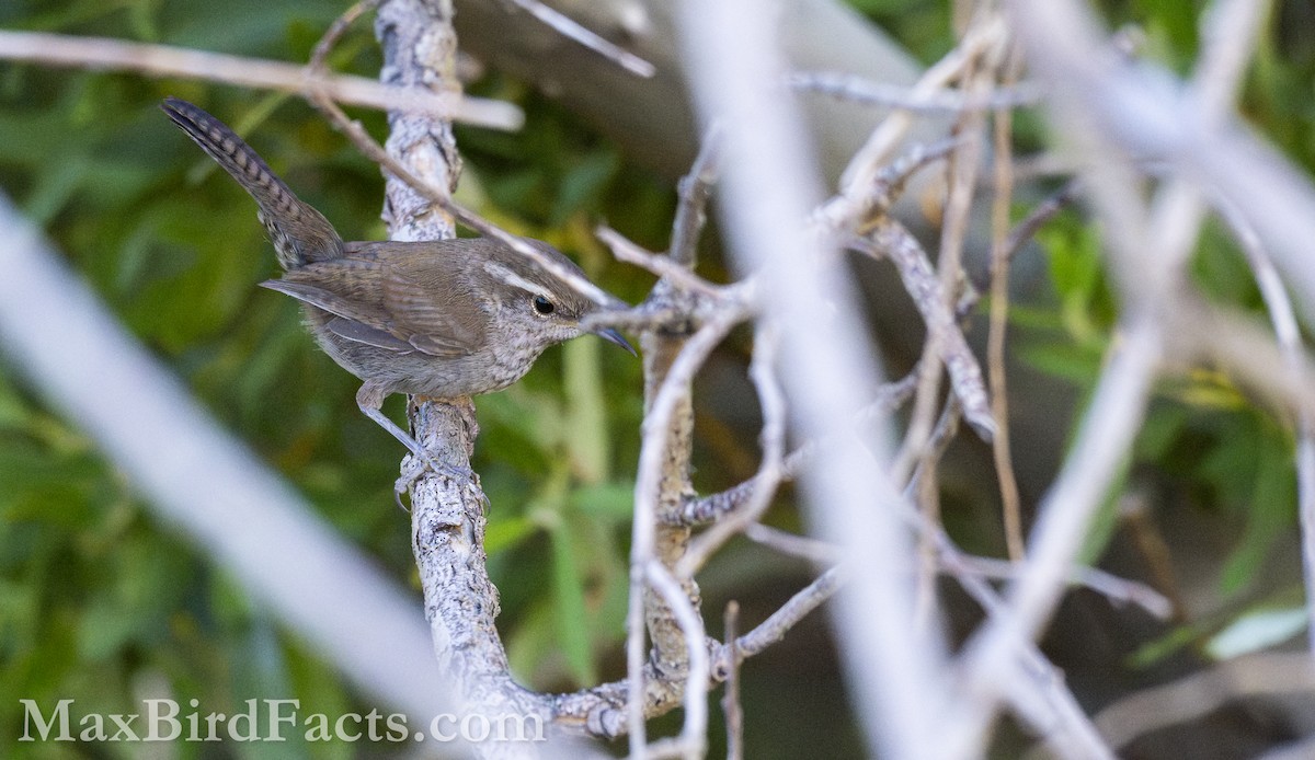 Bewick's Wren - ML621279299