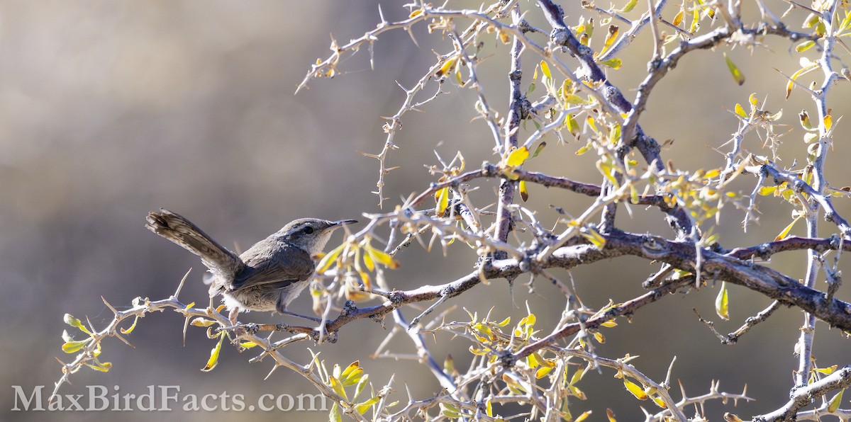 Bewick's Wren - ML621279300