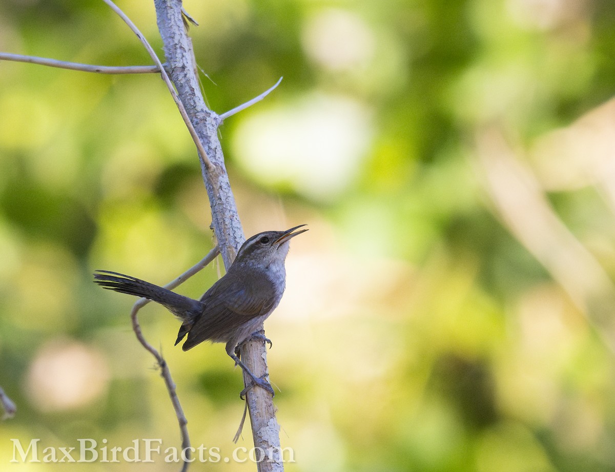 Bewick's Wren - Maxfield Weakley