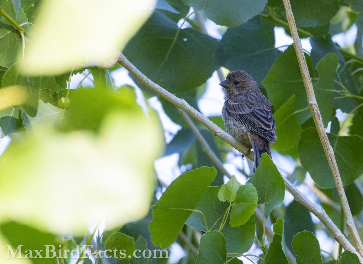 House Finch - ML621279312