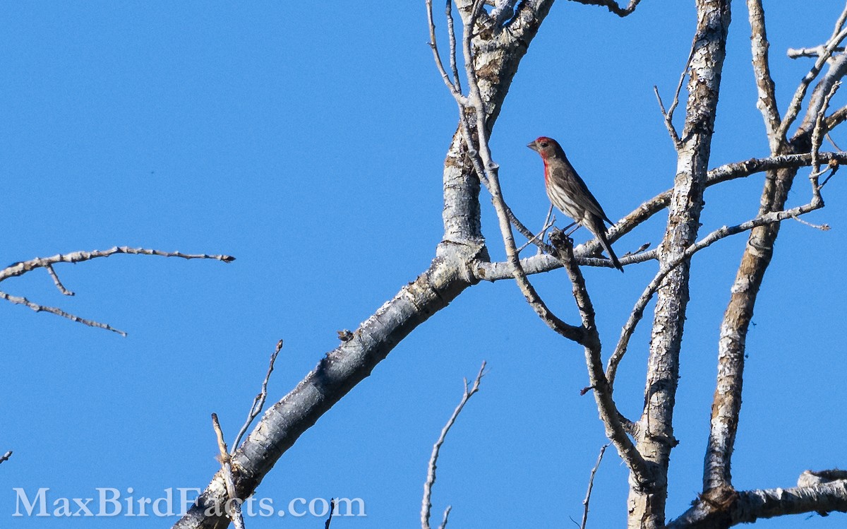 House Finch - ML621279315