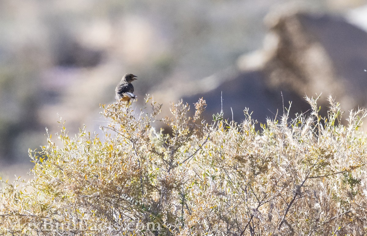 California Towhee - Maxfield Weakley