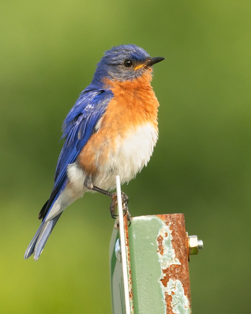 Eastern Bluebird - ML621279392