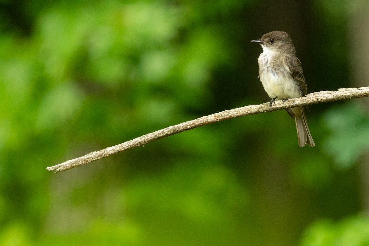 Eastern Phoebe - ML621279396