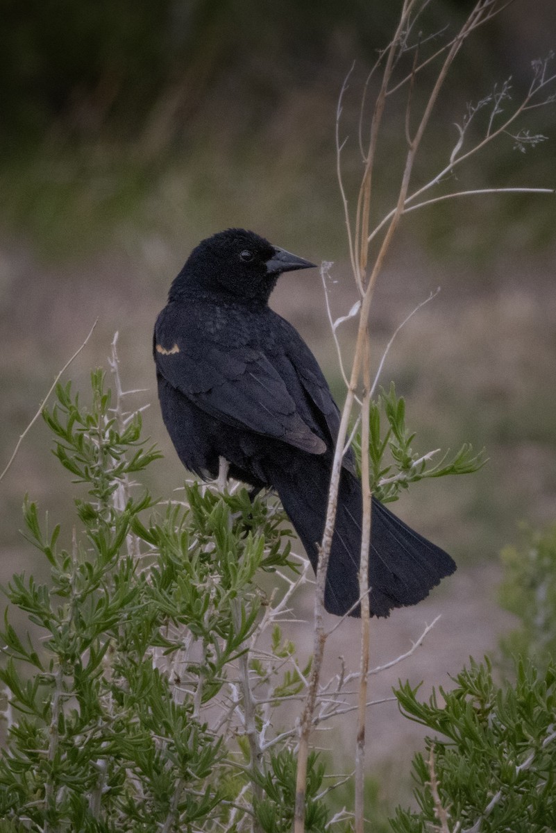 Red-winged Blackbird - ML621279455