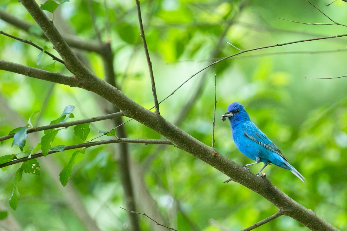 Indigo Bunting - ML621279463
