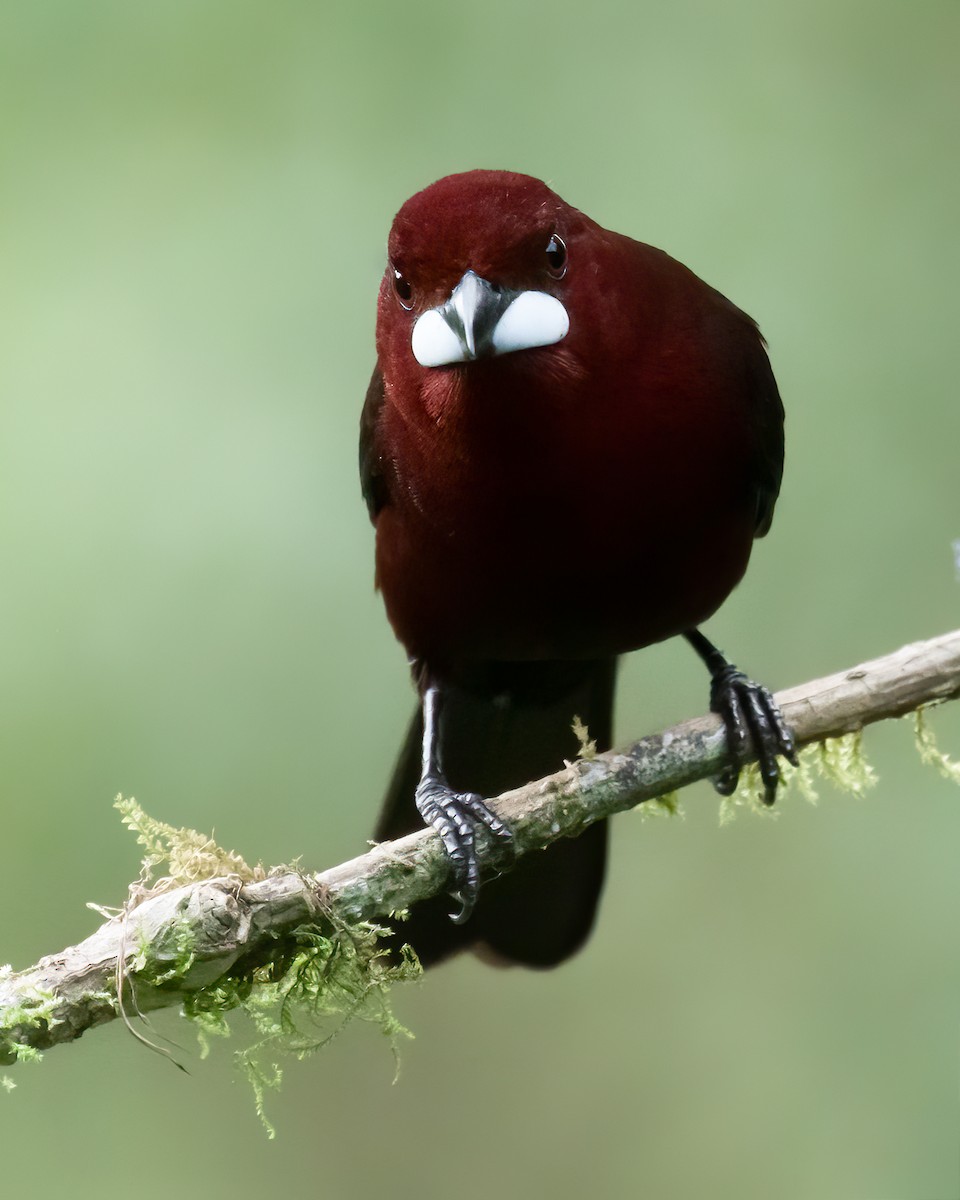 Silver-beaked Tanager - ML621279596