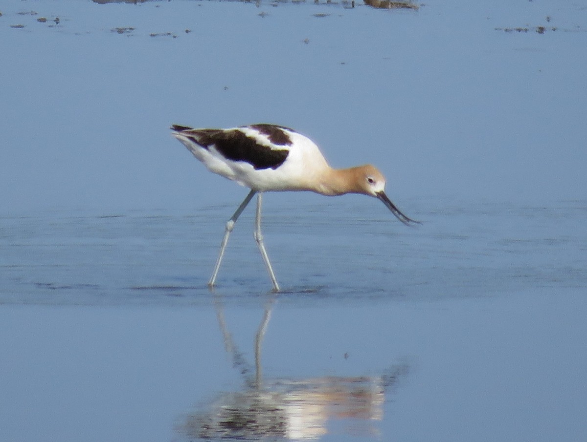 American Avocet - ML621279644