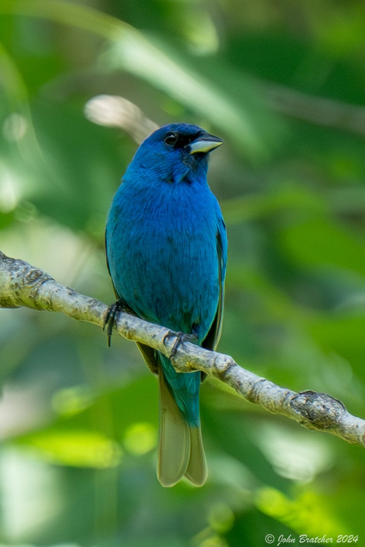 Indigo Bunting - ML621279698