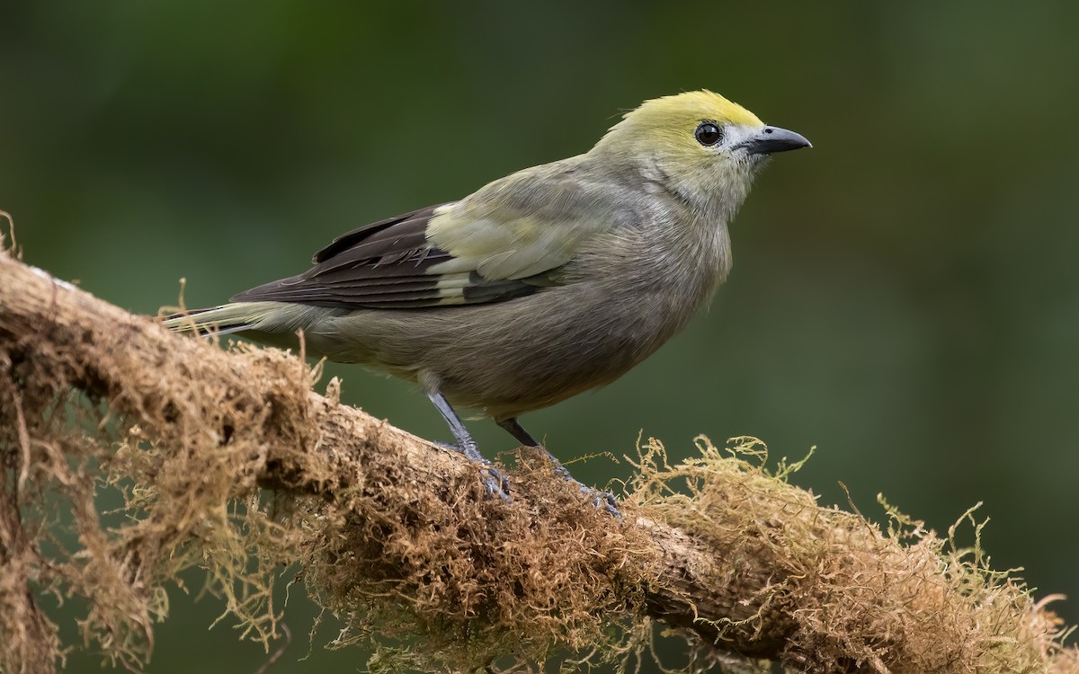 Palm Tanager - ML621279699