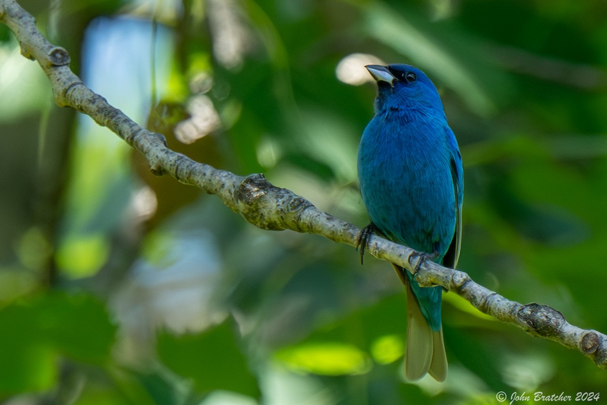 Indigo Bunting - John Bratcher