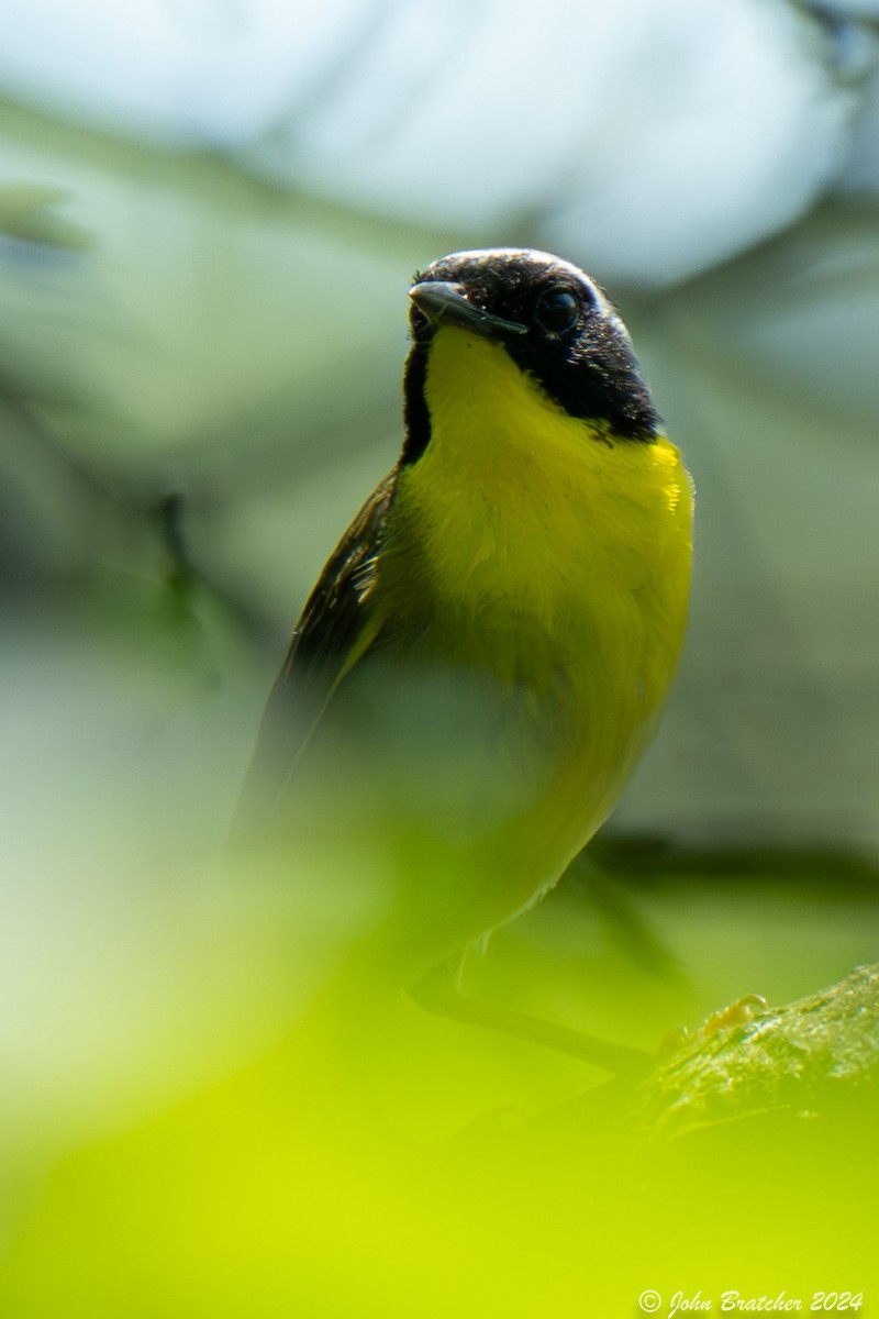 Common Yellowthroat - ML621279710