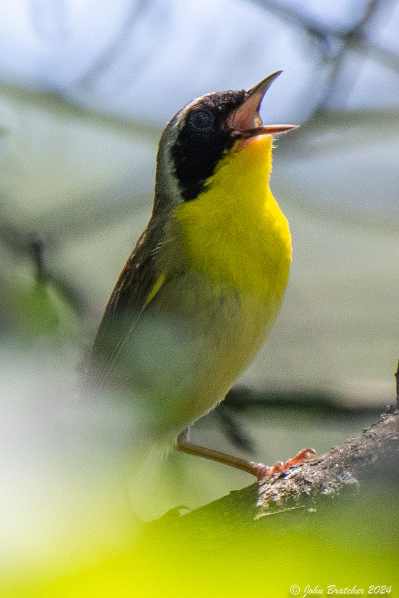 Paruline masquée - ML621279711