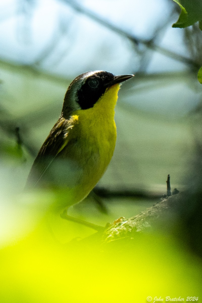 Common Yellowthroat - ML621279730