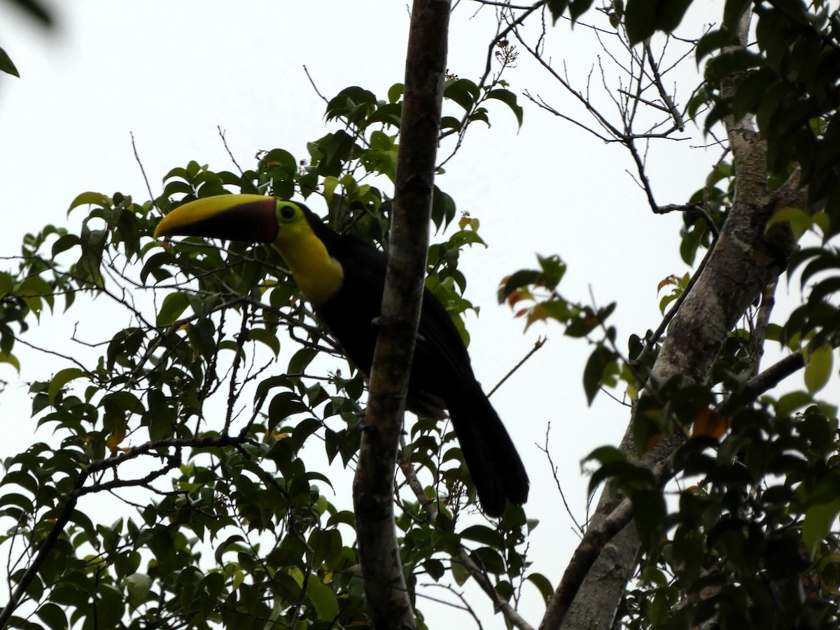 Yellow-throated Toucan - ML621279753