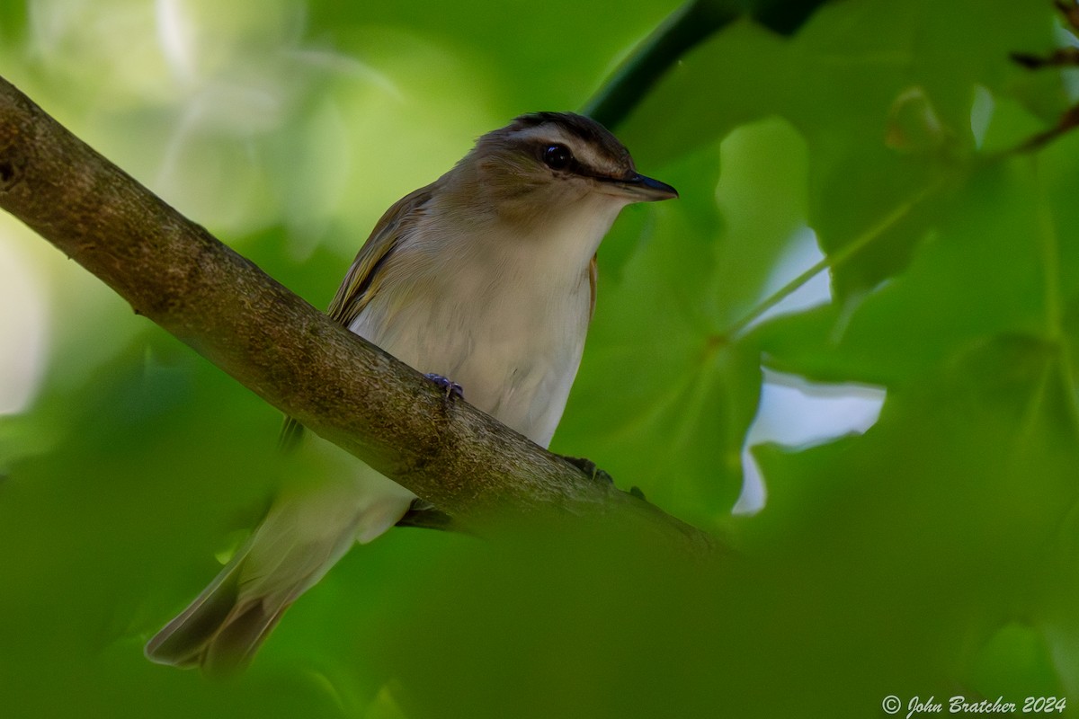 rødøyevireo - ML621279759