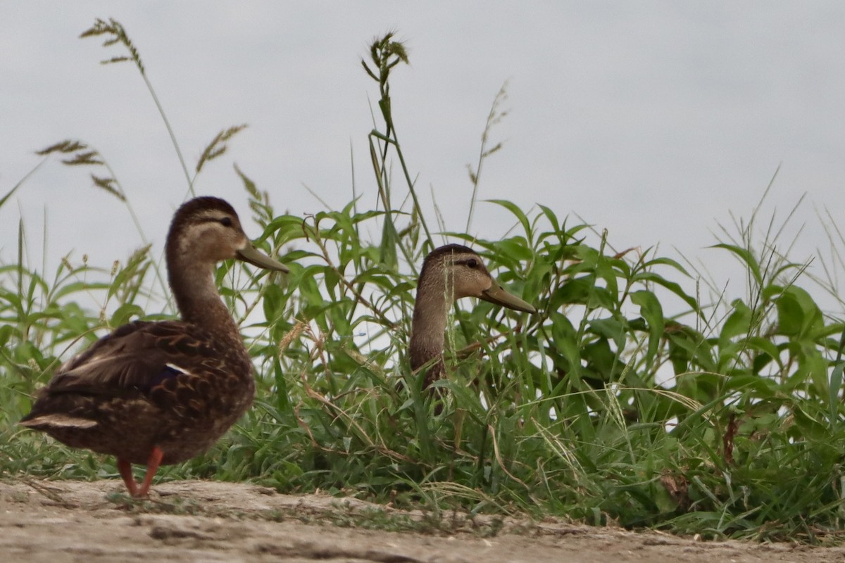 Mottled Duck - ML621279770