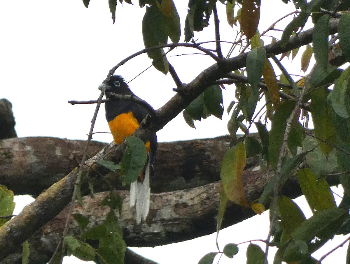 White-tailed Trogon - ML621279776