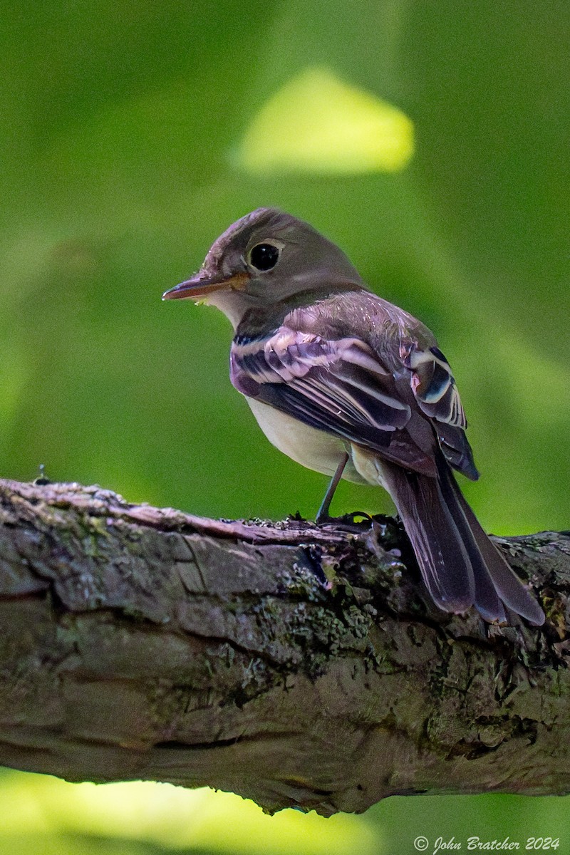 Acadian Flycatcher - ML621279779