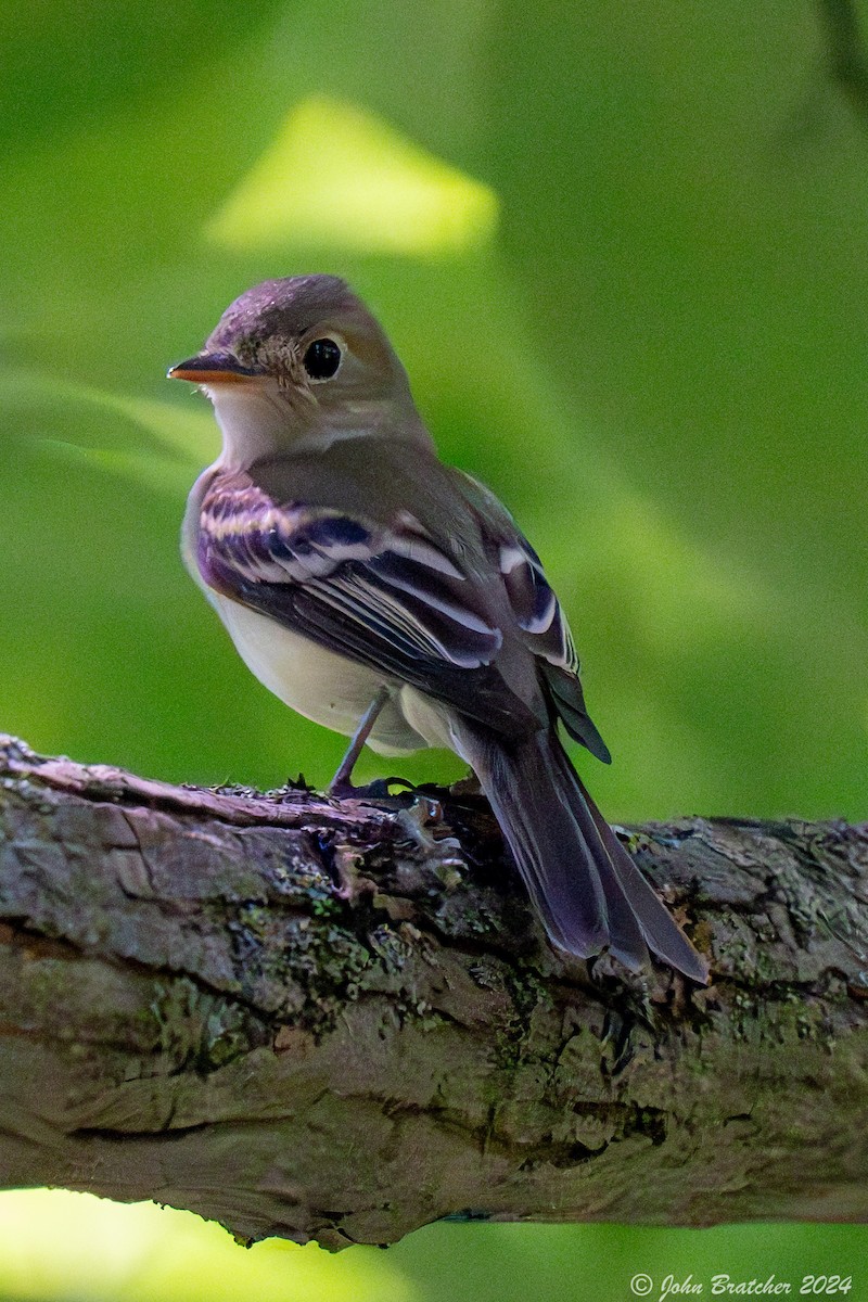 Acadian Flycatcher - ML621279780